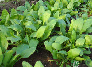 4月份可以種菠菜嗎？菠菜幾月份種？