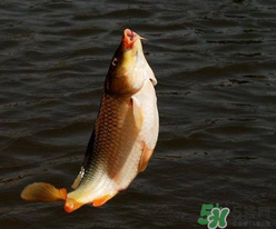 四月份可以釣鯉魚嗎？四月份怎么釣鯉魚？