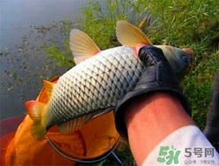 四月份可以釣鯉魚嗎？四月份怎么釣鯉魚？