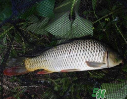 四月份可以釣鯉魚嗎？四月份怎么釣鯉魚？