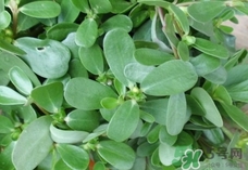 馬齒莧可以生吃嗎?馬齒莧能直接吃嗎? 馬齒莧可以生吃嗎?馬齒莧能直接吃嗎?