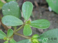 馬齒莧可以生吃嗎?馬齒莧能直接吃嗎? 馬齒莧可以生吃嗎?馬齒莧能直接吃嗎?