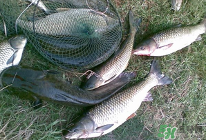 四月份能釣魚嗎？四月份釣什么魚？