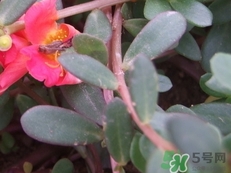 馬齒莧怎么保存?馬齒莧怎么保鮮? 馬齒莧怎么保存?馬齒莧怎么保鮮?