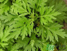 孕婦濕疹能用艾草洗嗎？孕婦濕疹能用艾葉嗎？