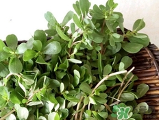 螞蟻菜怎么做好吃?螞蟻菜的做法大全 螞蟻菜怎么做好吃?螞蟻菜的做法大全