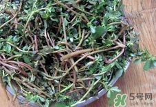 螞蟻菜怎么做好吃?螞蟻菜的做法大全 螞蟻菜怎么做好吃?螞蟻菜的做法大全