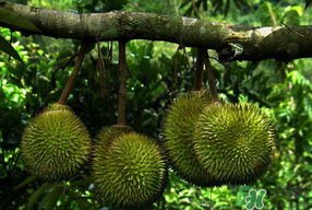 四月份有榴蓮嗎？4月份有榴蓮嗎？