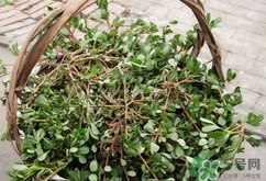 瓜子菜的營養(yǎng)價值_瓜子菜的功效與作用及食用方法