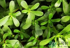 瓜子菜的營養(yǎng)價值_瓜子菜的功效與作用及食用方法