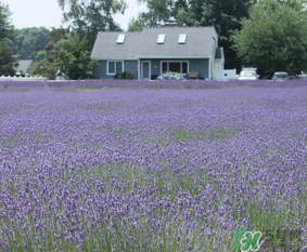 4月份有薰衣草嗎？四月份薰衣草開(kāi)了嗎？