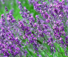 4月份有薰衣草嗎？四月份薰衣草開(kāi)了嗎？