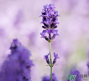 4月份有薰衣草嗎？四月份薰衣草開(kāi)了嗎？