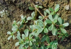 馬蜂菜的營養(yǎng)價(jià)值_馬蜂菜的功效與作用及食用方法 馬蜂菜的營養(yǎng)價(jià)值_馬蜂菜的功效與作用及食用方法