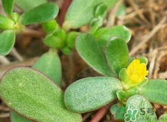 馬蜂菜的營養(yǎng)價(jià)值_馬蜂菜的功效與作用及食用方法 馬蜂菜的營養(yǎng)價(jià)值_馬蜂菜的功效與作用及食用方法