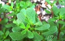 馬蜂菜的營養(yǎng)價(jià)值_馬蜂菜的功效與作用及食用方法 馬蜂菜的營養(yǎng)價(jià)值_馬蜂菜的功效與作用及食用方法