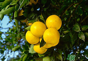 四月份有柚子嗎？四月份還能吃柚子嗎？