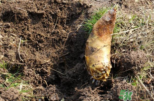 ?春筍為什么吃起來嘴澀？春筍怎么處理不會澀嘴？