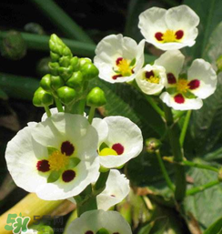 慈姑孕婦能吃嗎？孕婦能吃慈姑嗎？