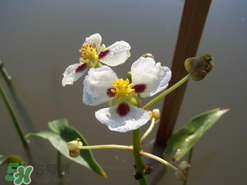 慈姑孕婦能吃嗎？孕婦能吃慈姑嗎？