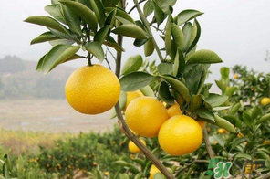 四月份有柚子嗎？四月份還能吃柚子嗎？