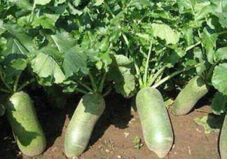 四月份可以種蘿卜嗎？4月份可以種蘿卜嗎？