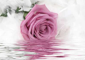 玫瑰水可以天天用嗎？玫瑰水多久用一次比較好？