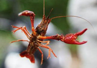 四月份能釣龍蝦嗎？4月份能釣龍蝦嗎？