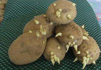 四月份可以種土豆嗎？4月份可以種土豆嗎？