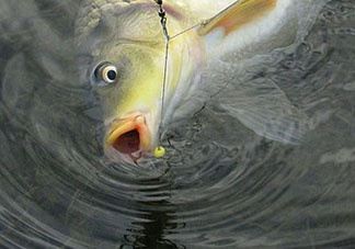 四月份可以釣鯉魚嗎？四月份怎么釣鯉魚？