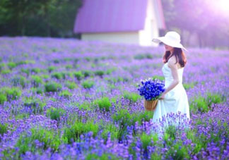 4月份有薰衣草嗎？四月份薰衣草開了嗎？