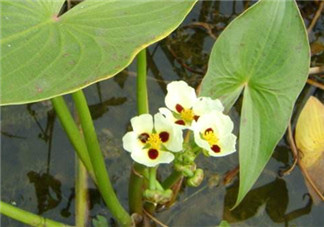 慈姑孕婦能吃嗎？孕婦能吃慈姑嗎？