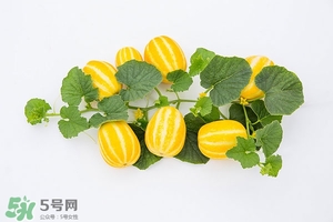 香瓜的功效與作用及禁忌 香瓜的功效與作用及食用方法 香瓜的功效與作用及禁忌 香瓜的功效與作用及食用方法