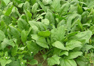 4月份可以種菠菜嗎？菠菜幾月份種？