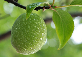 青梅什么時(shí)候成熟？青梅幾月份成熟？