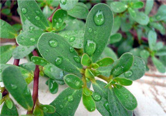 馬齒莧怎么吃好吃？馬齒莧怎么吃最好？