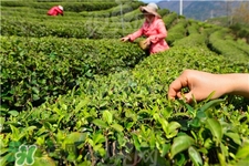 2017明前茶什么時(shí)候上市?明前茶和明后茶區(qū)別 2017明前茶什么時(shí)候上市?明前茶和明后茶區(qū)別