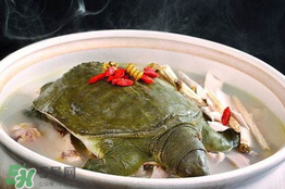 懷孕初期能吃甲魚嗎？懷孕初期可以吃甲魚嗎？