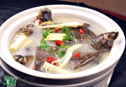 懷孕初期能吃甲魚嗎？懷孕初期可以吃甲魚嗎？