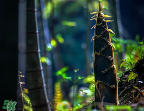 春筍什么時候有？春筍什么時候長出來？