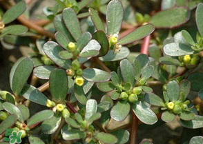 馬齒莧怎么吃好吃？馬齒莧怎么吃最好？