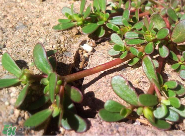 馬齒莧怎么吃好吃？馬齒莧怎么吃最好？