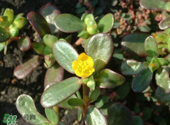 馬齒莧怎么吃好吃？馬齒莧怎么吃最好？