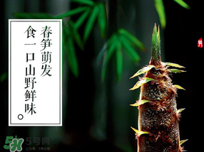 春筍多少錢一斤？春筍多少錢一斤2017？