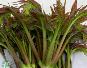 香椿幾月份可以吃？香椿什么時候吃？