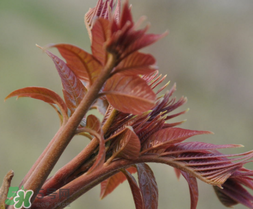 香椿多少錢(qián)一斤？香椿芽多少錢(qián)一斤2017？