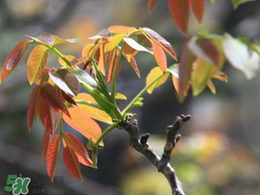 香椿為什么會苦？香椿苦味怎么回事？