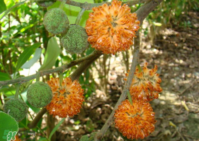 構樹花孕婦能吃嗎？構樹花孕婦可以吃嗎？