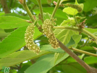 構樹花孕婦能吃嗎？構樹花孕婦可以吃嗎？