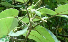 構(gòu)樹穗孕婦能吃嗎？孕婦能吃構(gòu)樹穗嗎？